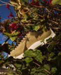 Men's Jasper KM Lite Sneaker | Khaki/Birch